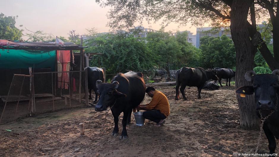 Ankita's reporting for Deutsche Welle (DW) from Gujarat, India